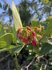 Macleania rupestris