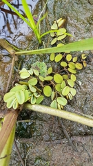 Salvinia auriculata