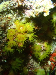 Tubastraea