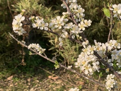 Prunus salicina