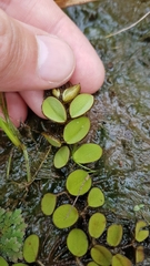 Salvinia auriculata