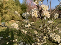 Prunus salicina