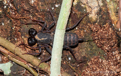 Thelyphonus