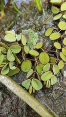 Salvinia auriculata