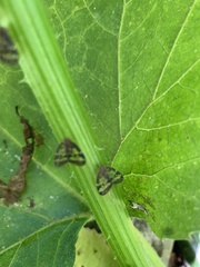 Scolypopa australis