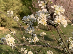 Prunus salicina