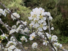 Prunus salicina