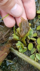 Salvinia auriculata