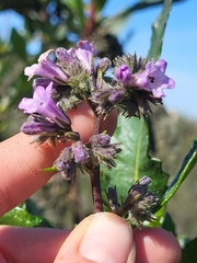 Eriodictyon trichocalyx