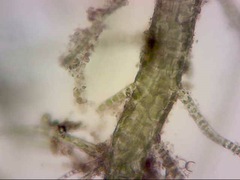 Ulva flexuosa paradoxa