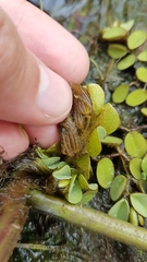 Salvinia auriculata