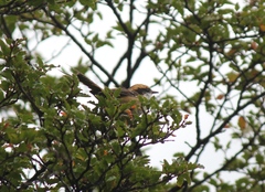 Aphrastura spinicauda