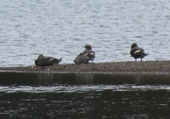 Tachyeres patachonicus