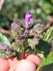 Eriodictyon trichocalyx