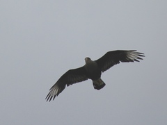 Caracara plancus plancus