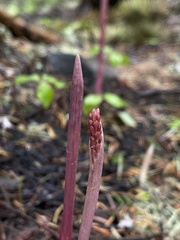 Corallorhiza