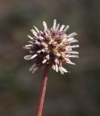 Opercularia vaginata