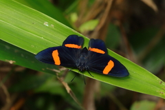 Panara soana