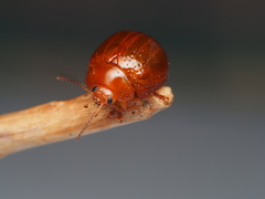 Dicranosterna semipunctata