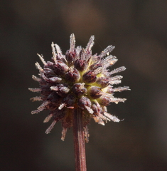 Opercularia vaginata