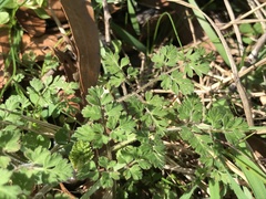 Chaerophyllum tainturieri