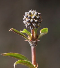 Opercularia vaginata