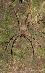 Heteropoda boiei