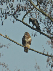 Buteo buteo