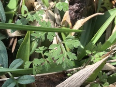 Chaerophyllum tainturieri