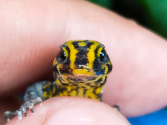 Gonatodes caudiscutatus