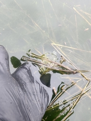 Ambystoma macrodactylum macrodactylum