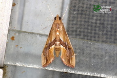 Agathodes ostentalis