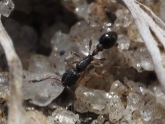 Cardiocondyla venustula