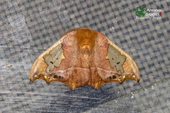 Spectroreta hyalodisca