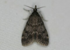 Scoparia penumbralis