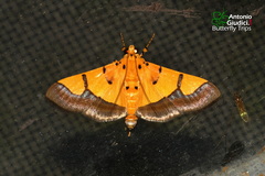 Endocrossis flavibasalis