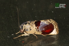 Calymera picta
