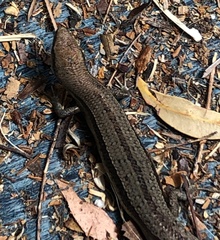 Lampropholis guichenoti