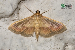 Syllepte sellalis