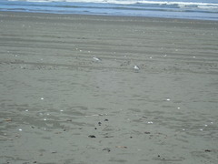 Anarhynchus frontalis