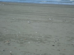 Anarhynchus frontalis