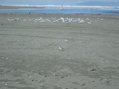 Anarhynchus frontalis