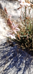 Asphodelus fistulosus