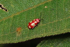 Omophoita sexnotata