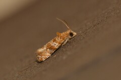 Lobesia xylistis