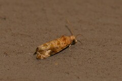 Lobesia xylistis
