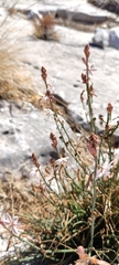 Asphodelus fistulosus