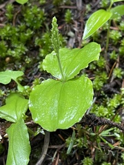Neottia banksiana