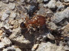 Pheidole navigans