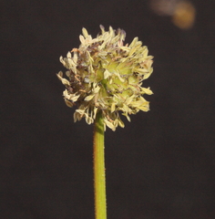 Opercularia vaginata